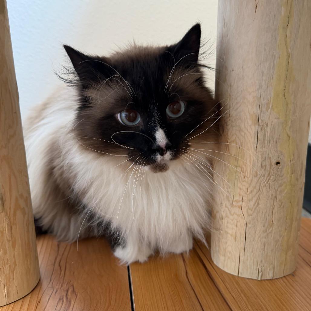 Chip, Adoptable, Adult Female Siamese.