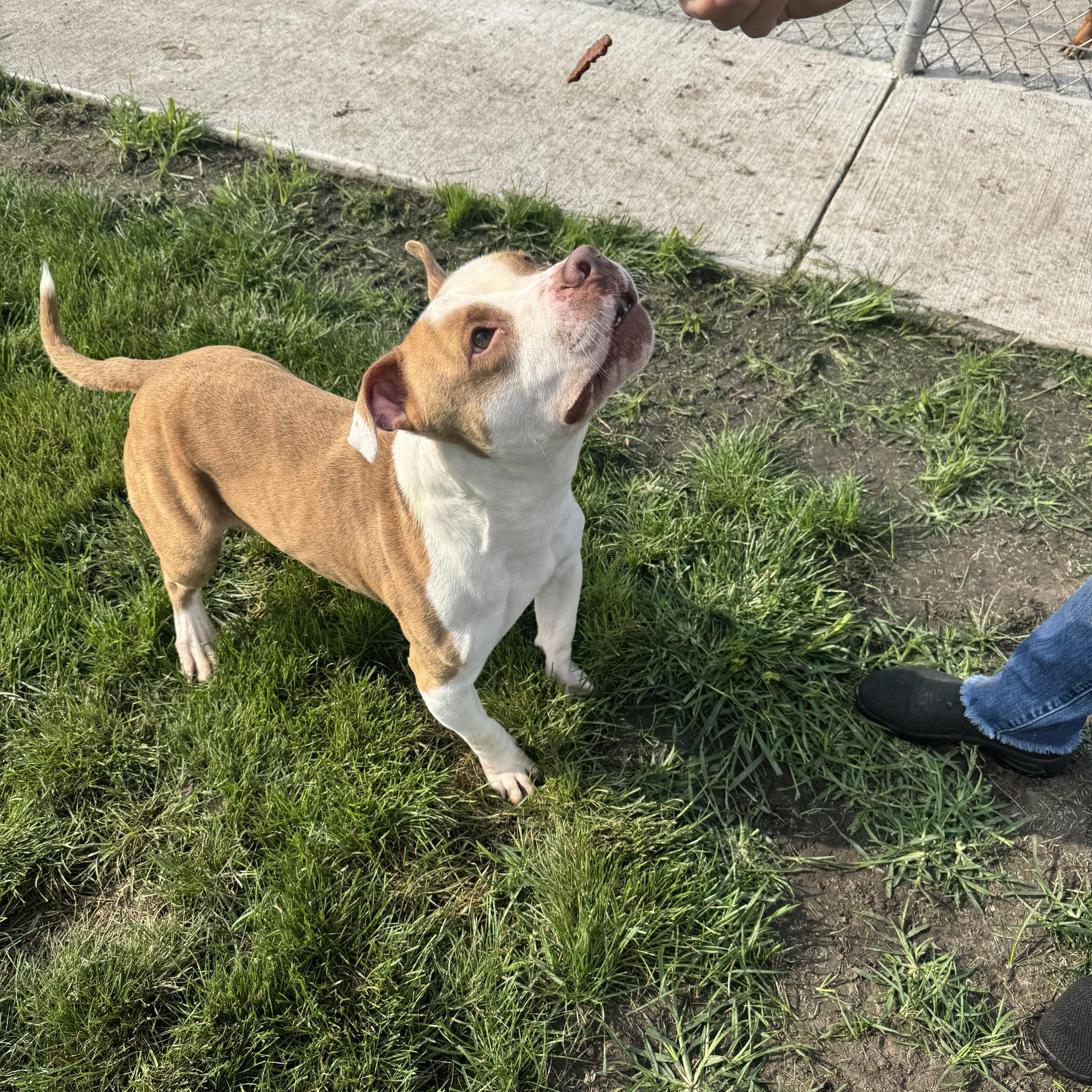 Cosmo, Adoptable, Young Male Pit Bull Terrier.