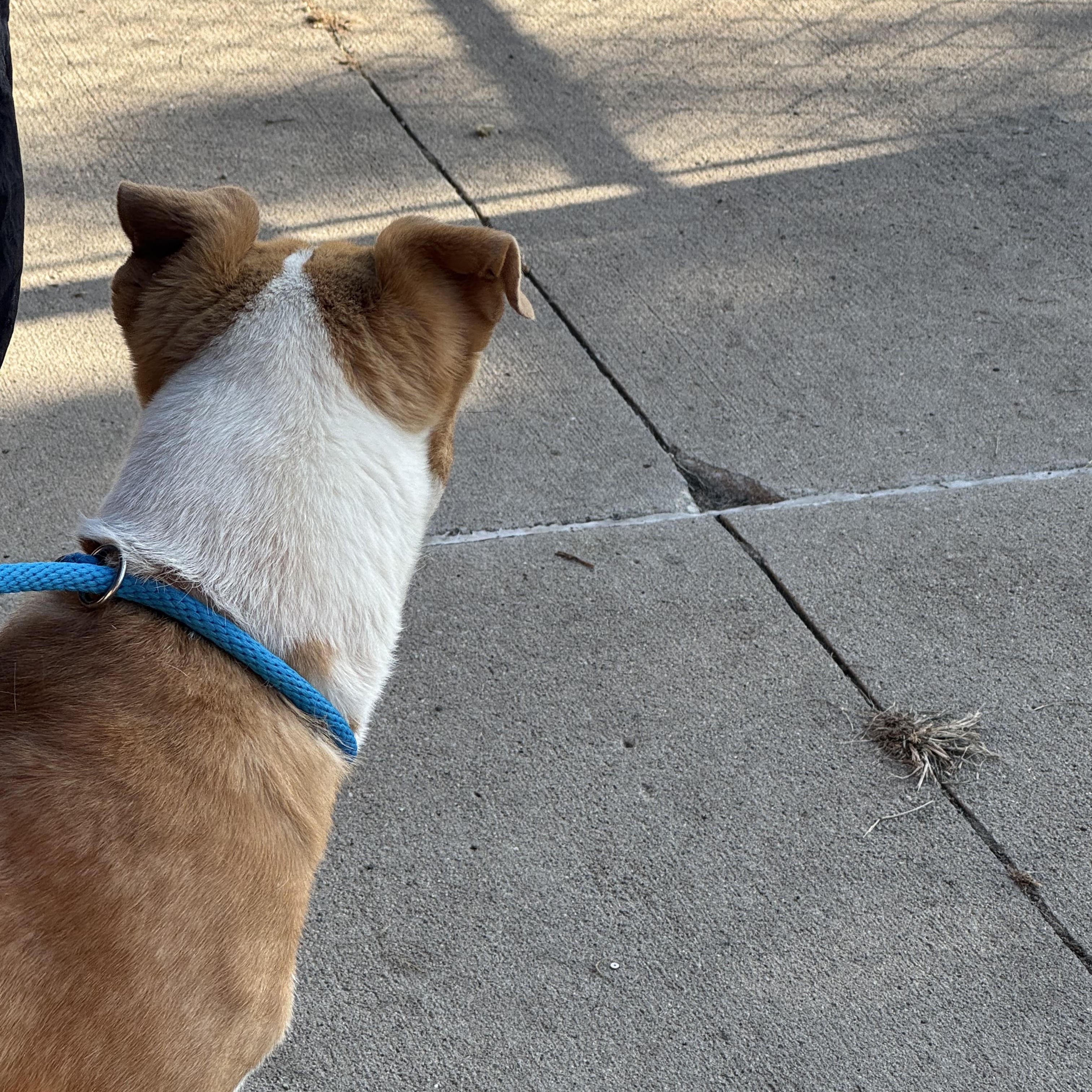 Enlarge Cosmo, a Adoptable Pit Bull Terrier in Sioux City, IA image 2/3