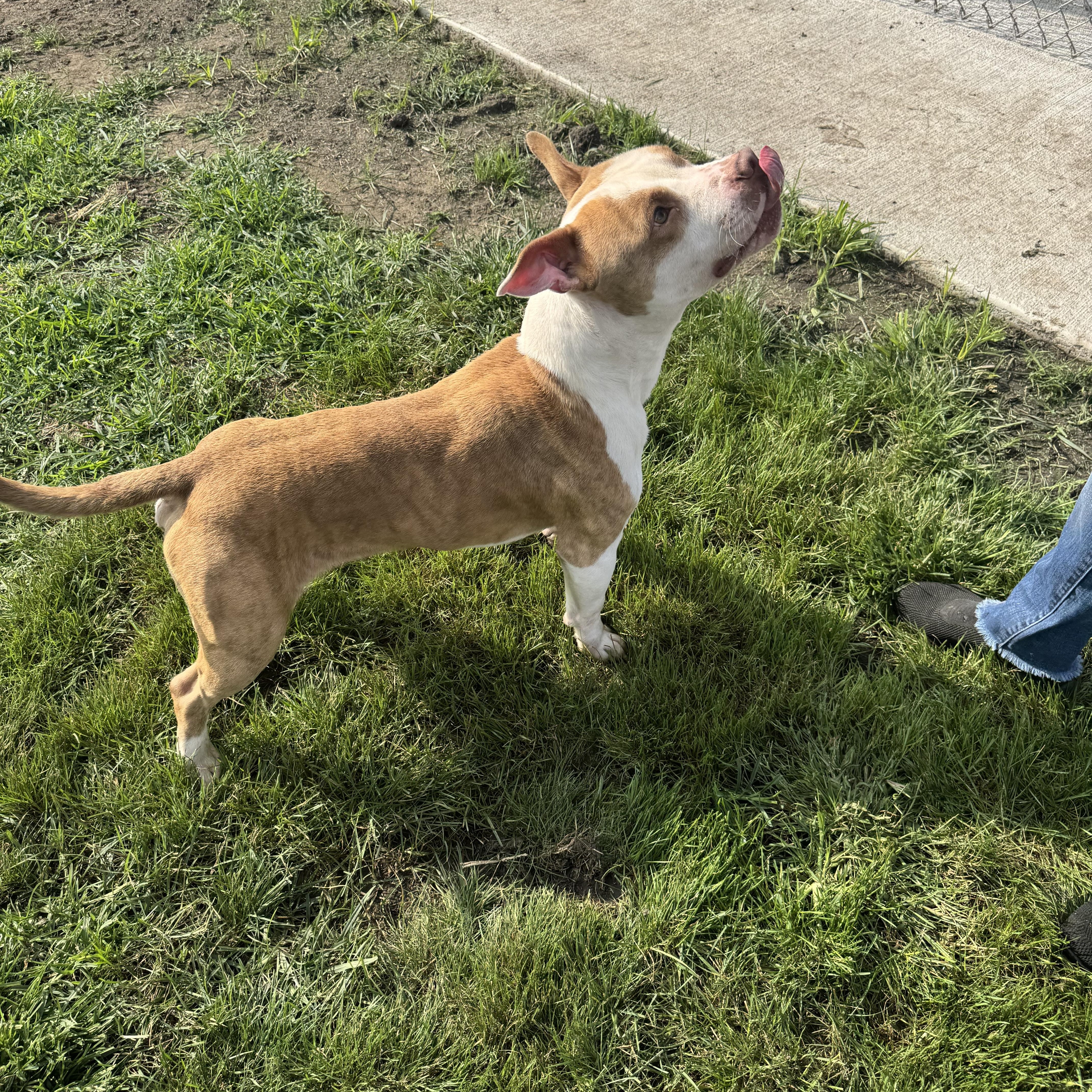 Cosmo, Adoptable, Young Male Pit Bull Terrier.