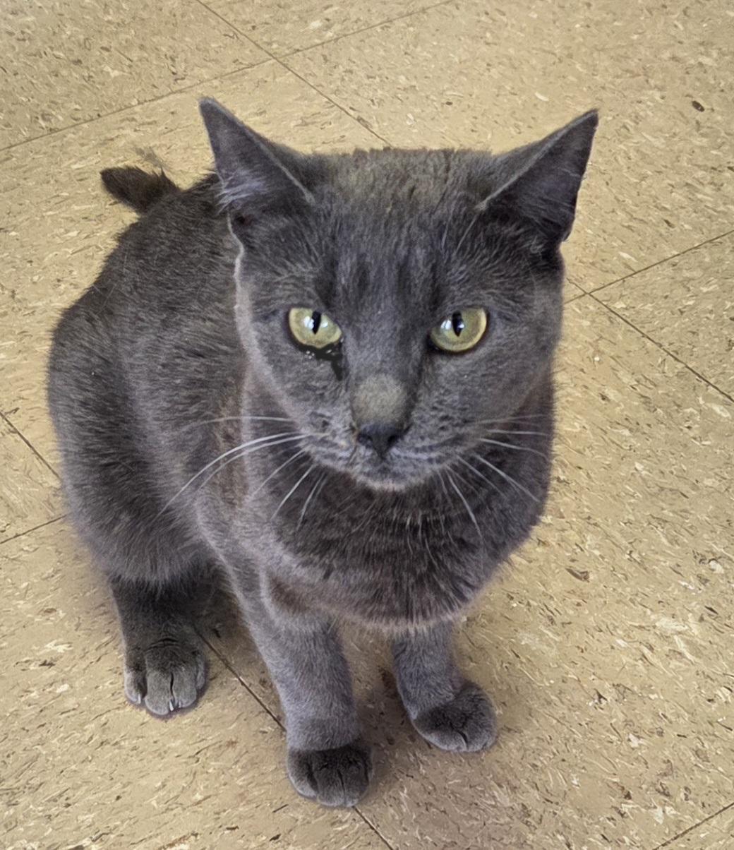 Squish, Adoptable, Young Female Domestic Short Hair.
