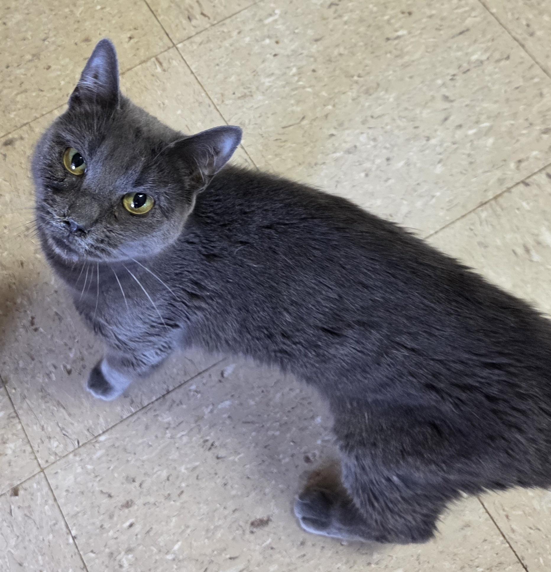 Enlarge Squish, a Adoptable Domestic Short Hair in Mansfield Center, CT image 2/2