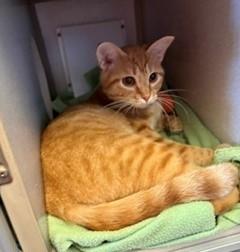 Jolene, Adoptable, Adult Female Domestic Short Hair.