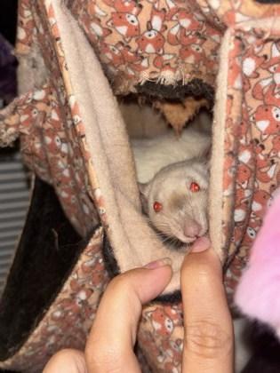 Enlarge Courtney, a Adoptable Rat in Montreal, QC image 1/1