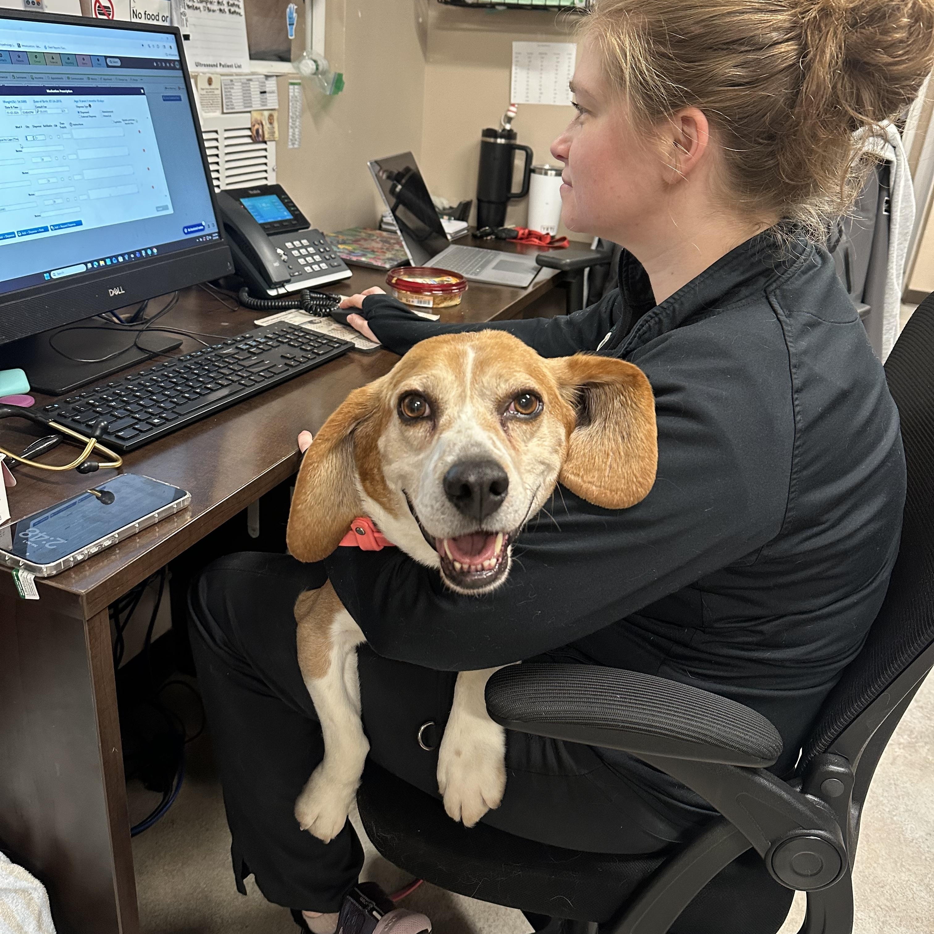 Enlarge McGraw, a ADOPTABLE mixed breed in Mahwah, NJ image 3/5