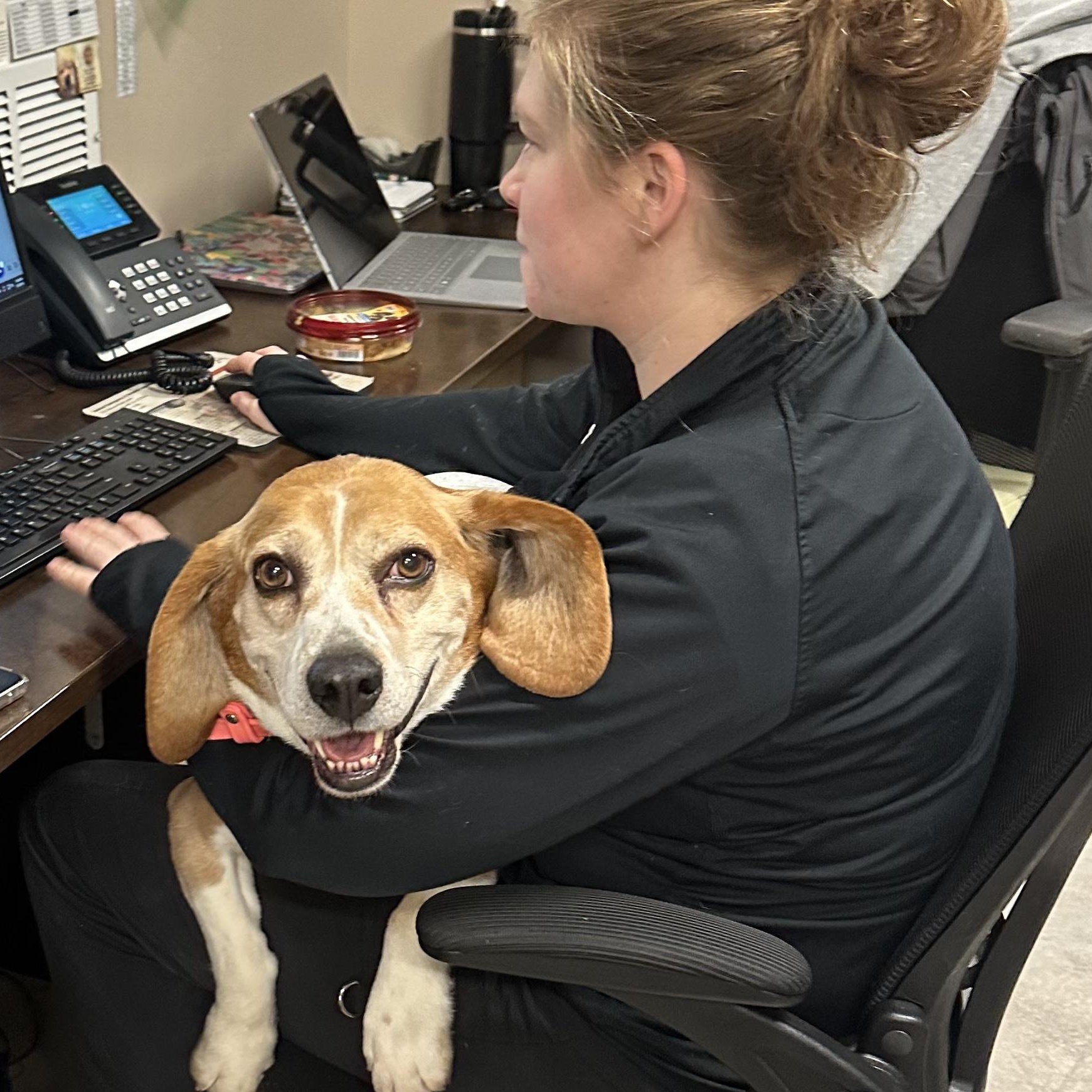 McGraw, ADOPTABLE, Adult Male Beagle & Hound.