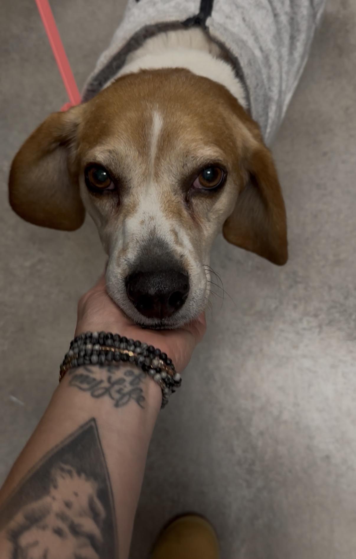 Enlarge McGraw, a ADOPTABLE mixed breed in Mahwah, NJ image 4/5