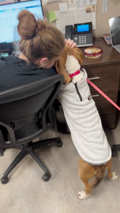 Enlarge McGraw, a ADOPTABLE mixed breed in Mahwah, NJ video 2/5