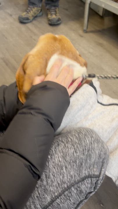 Enlarge McGraw, a ADOPTABLE mixed breed in Mahwah, NJ video 5/5