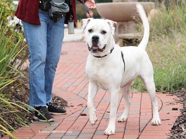 EASTON, Adoptable, Young Male Boxer & Mixed Breed.