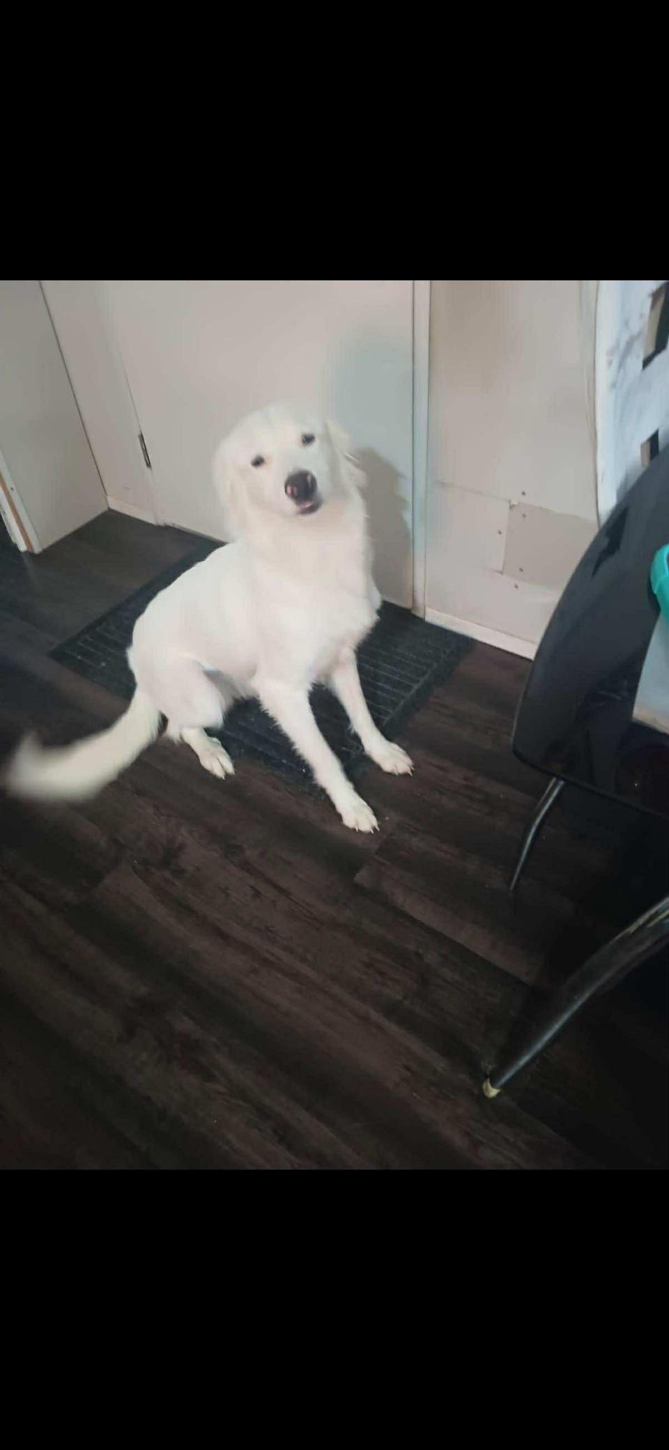 Hopper HTX, Adoptable, Young Male Great Pyrenees.
