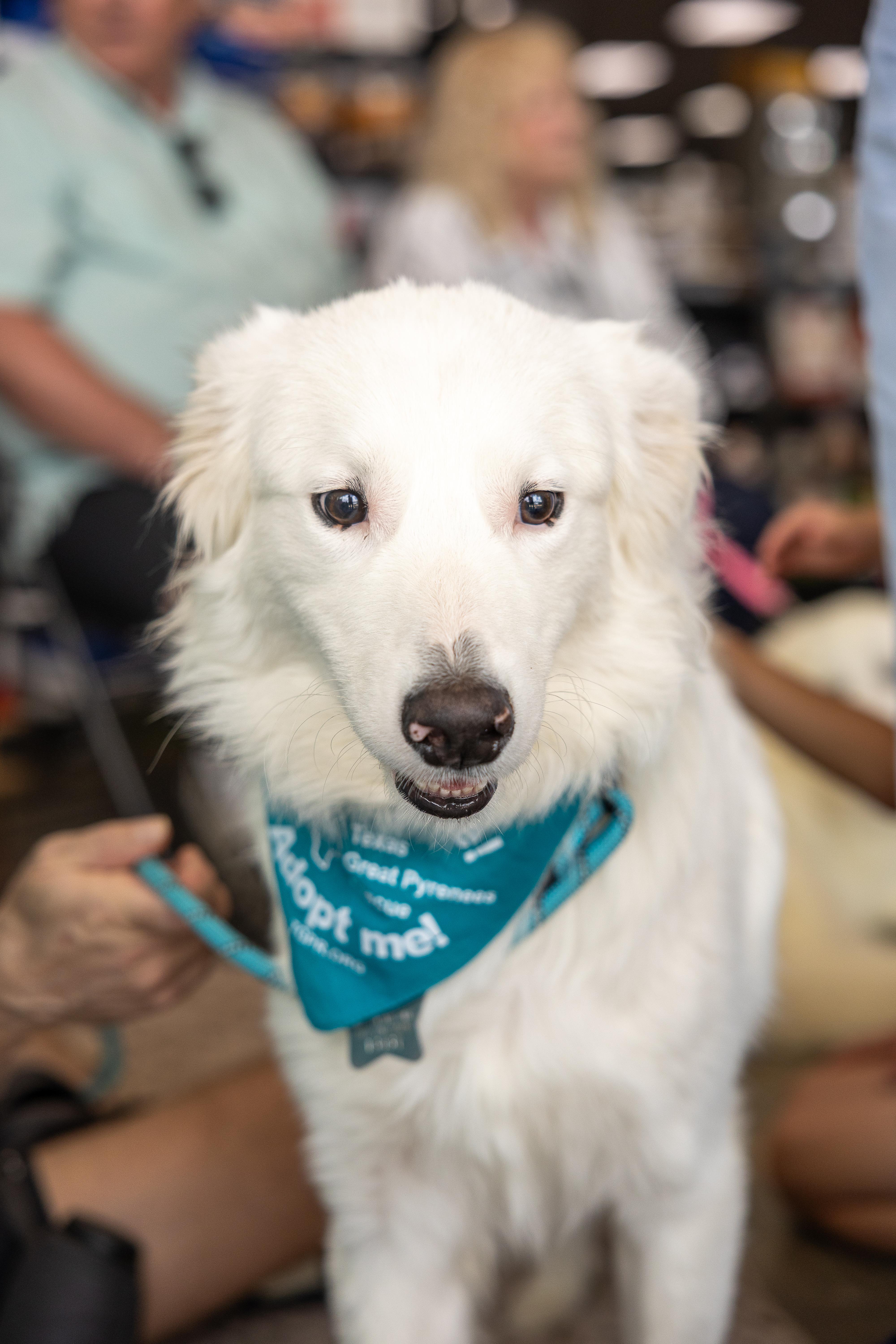 Hopper HTX, Adoptable, Young Male Great Pyrenees.