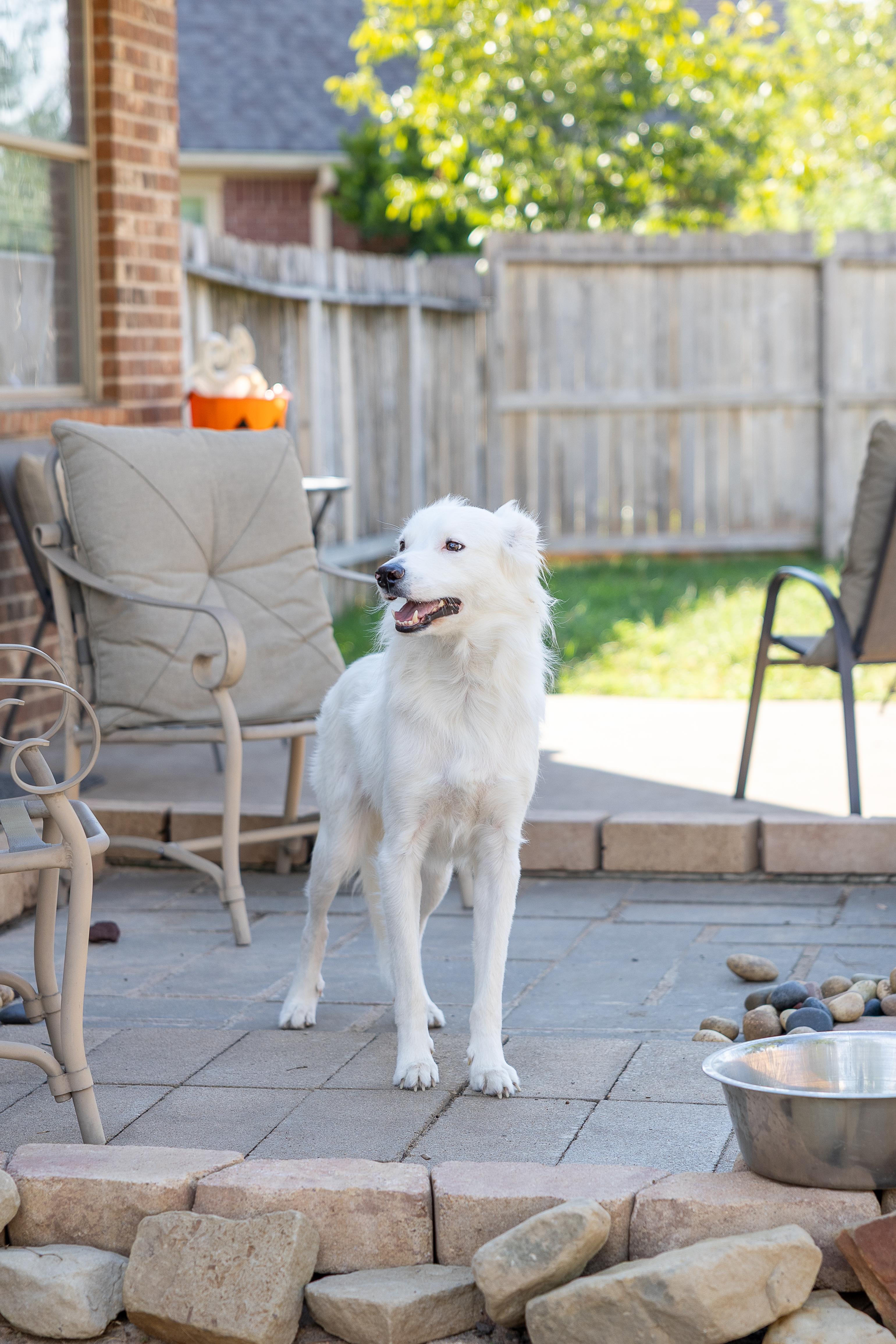 Enlarge Hopper HTX, a Adoptable Great Pyrenees in Saint Jo, TX image 2/6