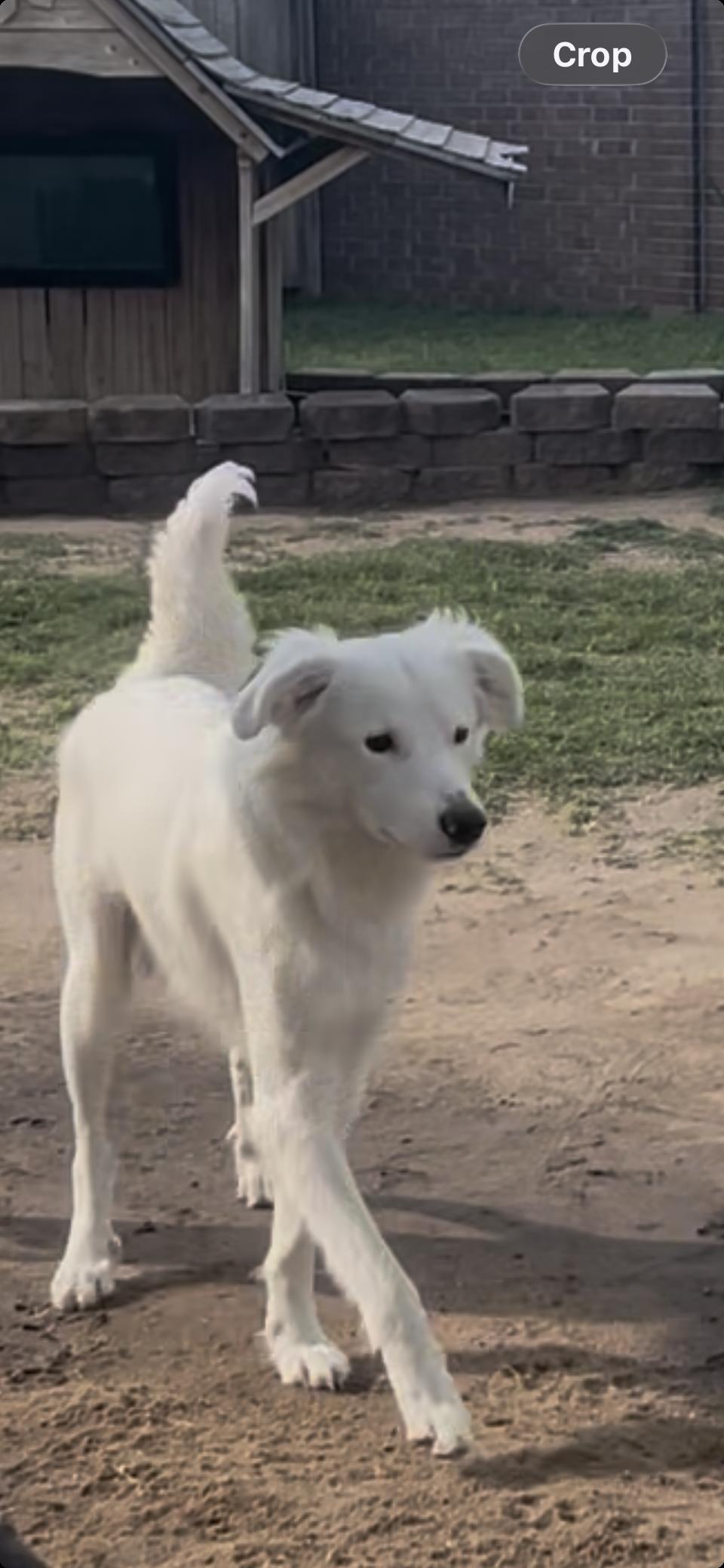 Hopper HTX, a Adoptable Great Pyrenees in Quinlan, TX image 2/5