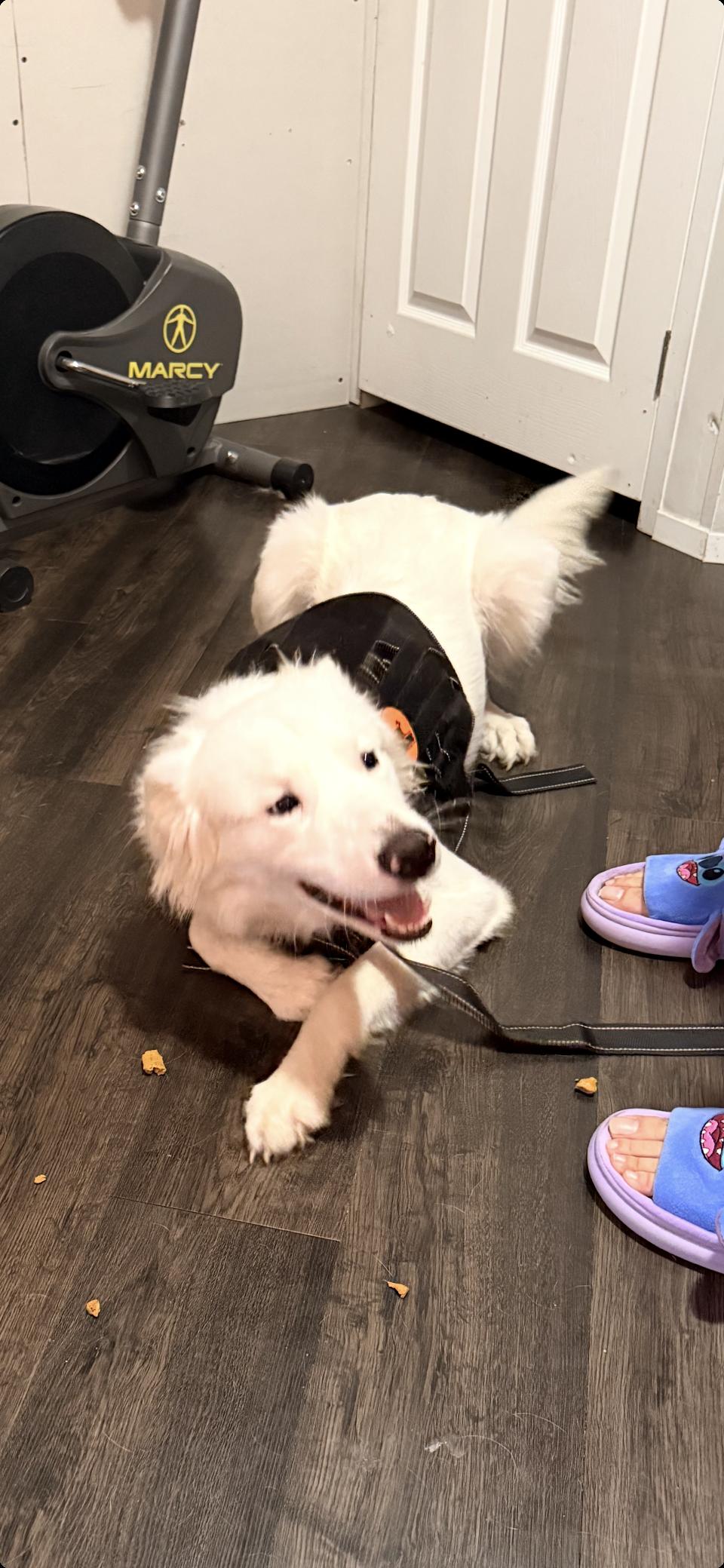 Hopper HTX, a Adoptable Great Pyrenees in Quinlan, TX image 3/5