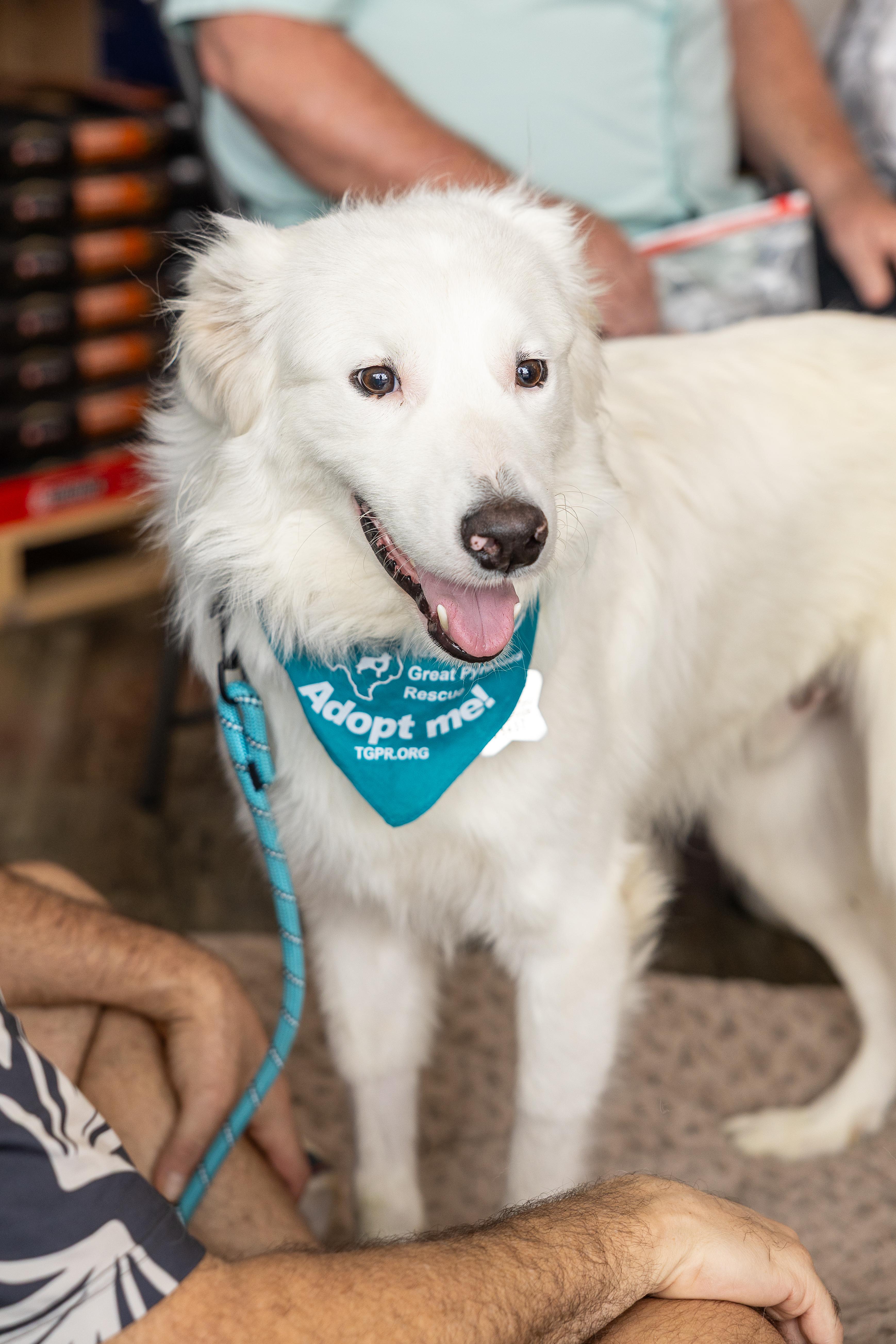 Hopper HTX, a Adoptable Great Pyrenees in Quinlan, TX image 3/6