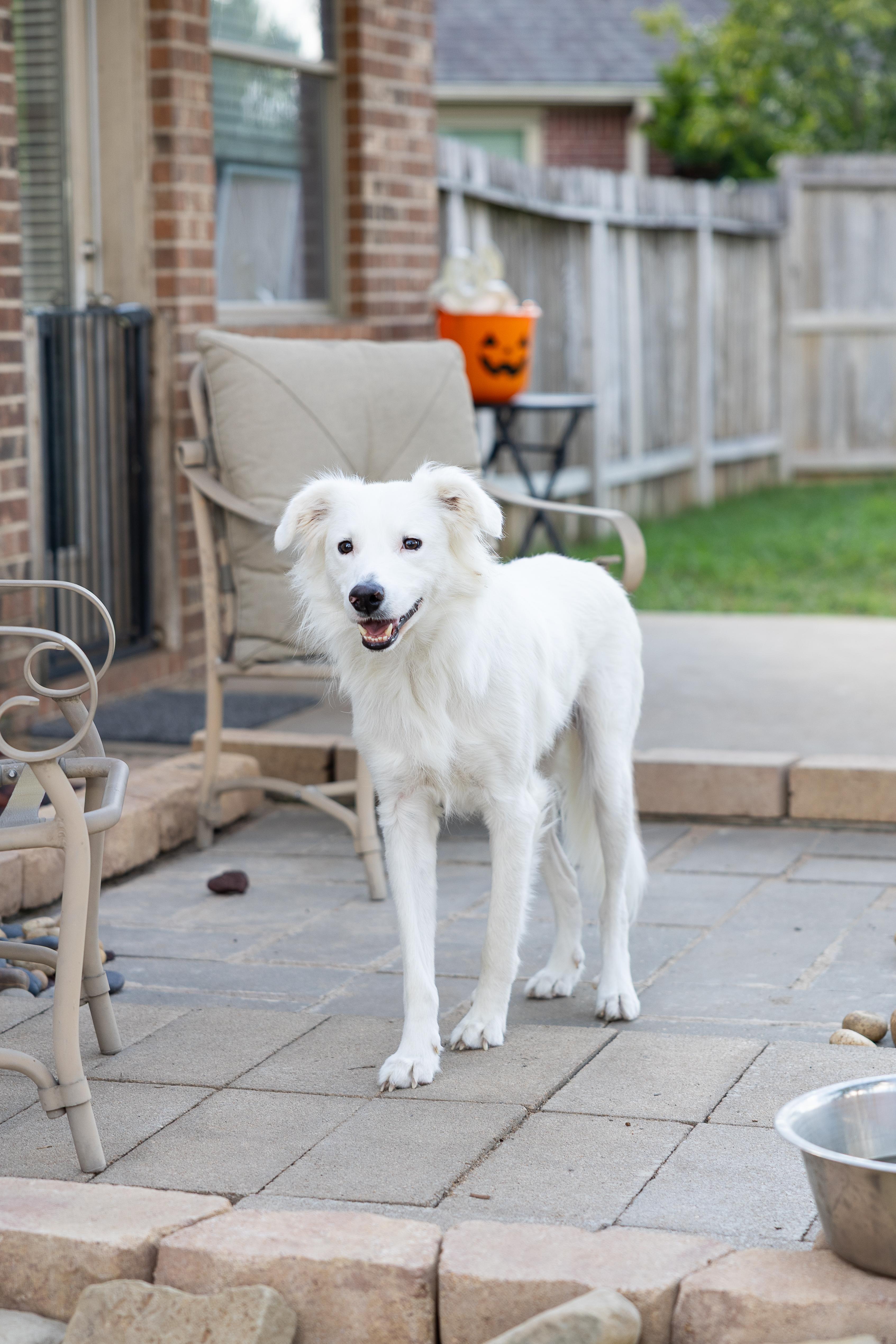 Enlarge Hopper HTX, a Adoptable Great Pyrenees in Saint Jo, TX image 4/6