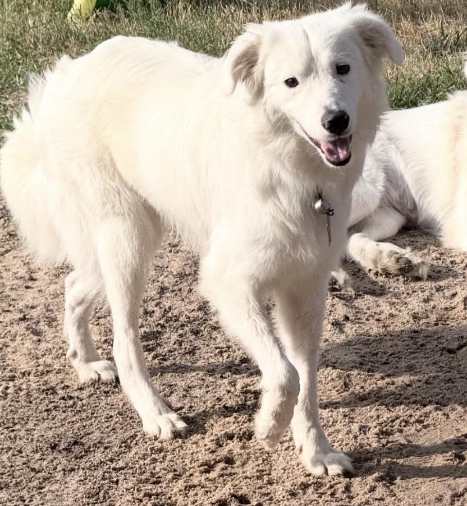 Hopper HTX, a Adoptable Great Pyrenees in Quinlan, TX image 4/6
