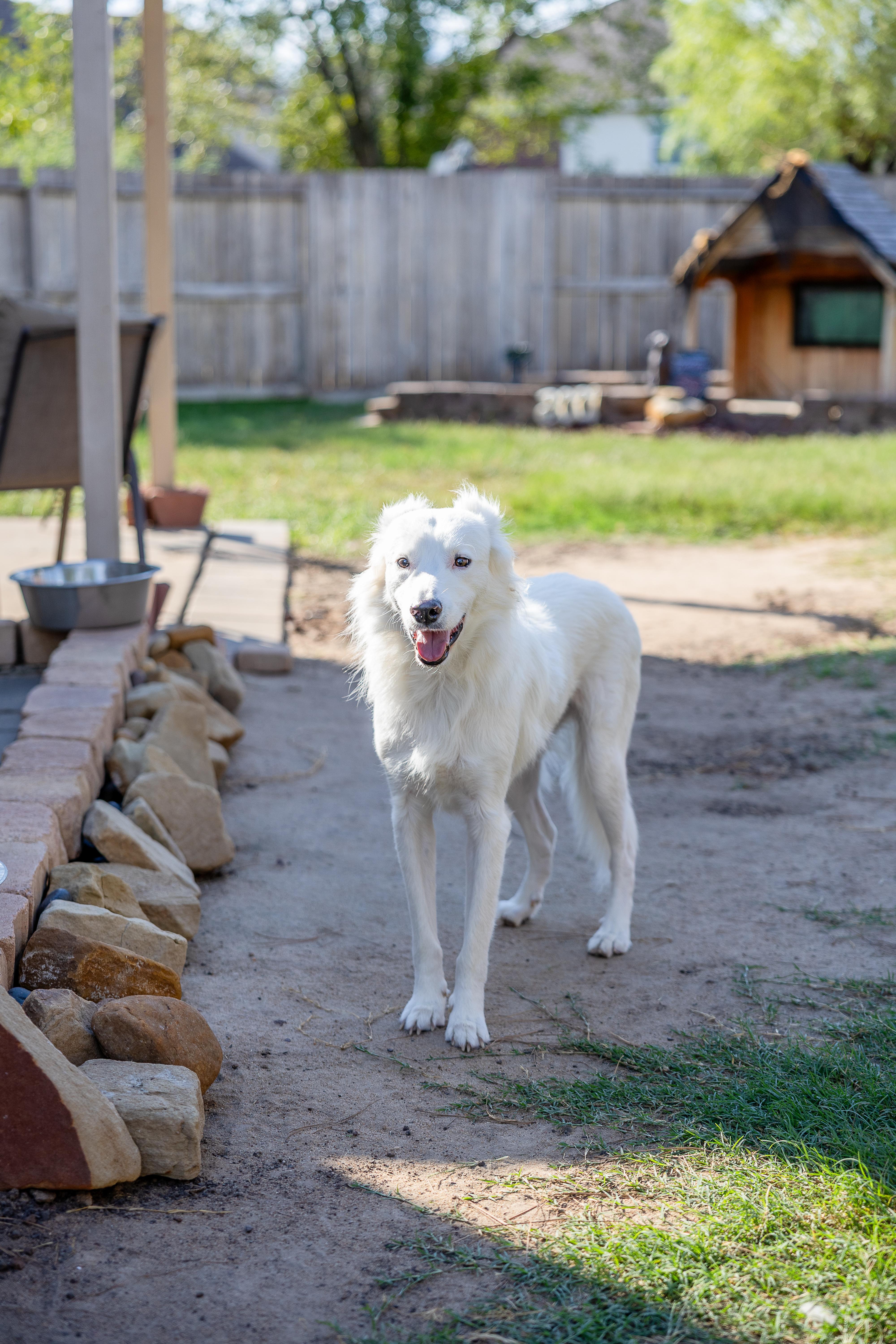 Enlarge Hopper HTX, a Adoptable Great Pyrenees in Saint Jo, TX image 5/6