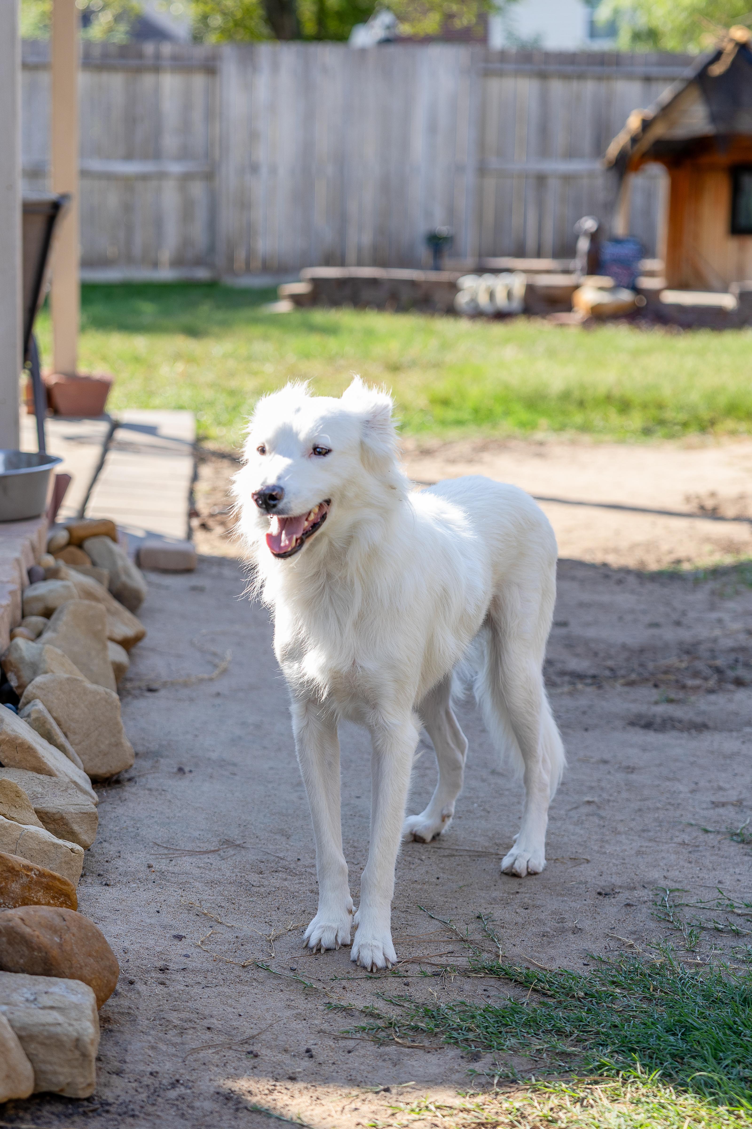 Enlarge Hopper HTX, a Adoptable Great Pyrenees in Saint Jo, TX image 6/6