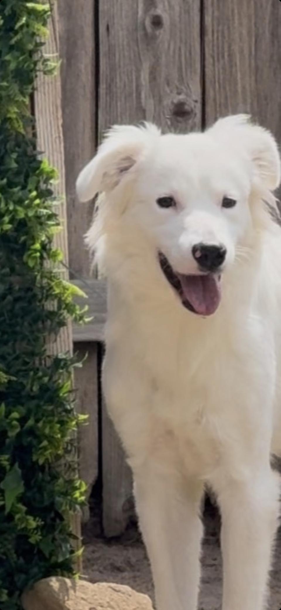 Hopper HTX, a Adoptable Great Pyrenees in Quinlan, TX image 4/5