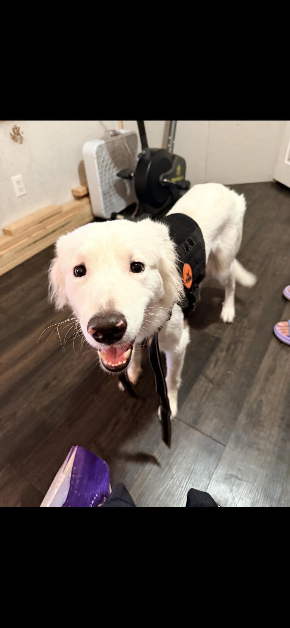 Hopper HTX, a Adoptable Great Pyrenees in Quinlan, TX image 5/5