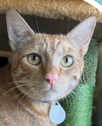 Sunday, an adoptable Domestic Short Hair in Aiea, HI, 96701 | Photo Image 2