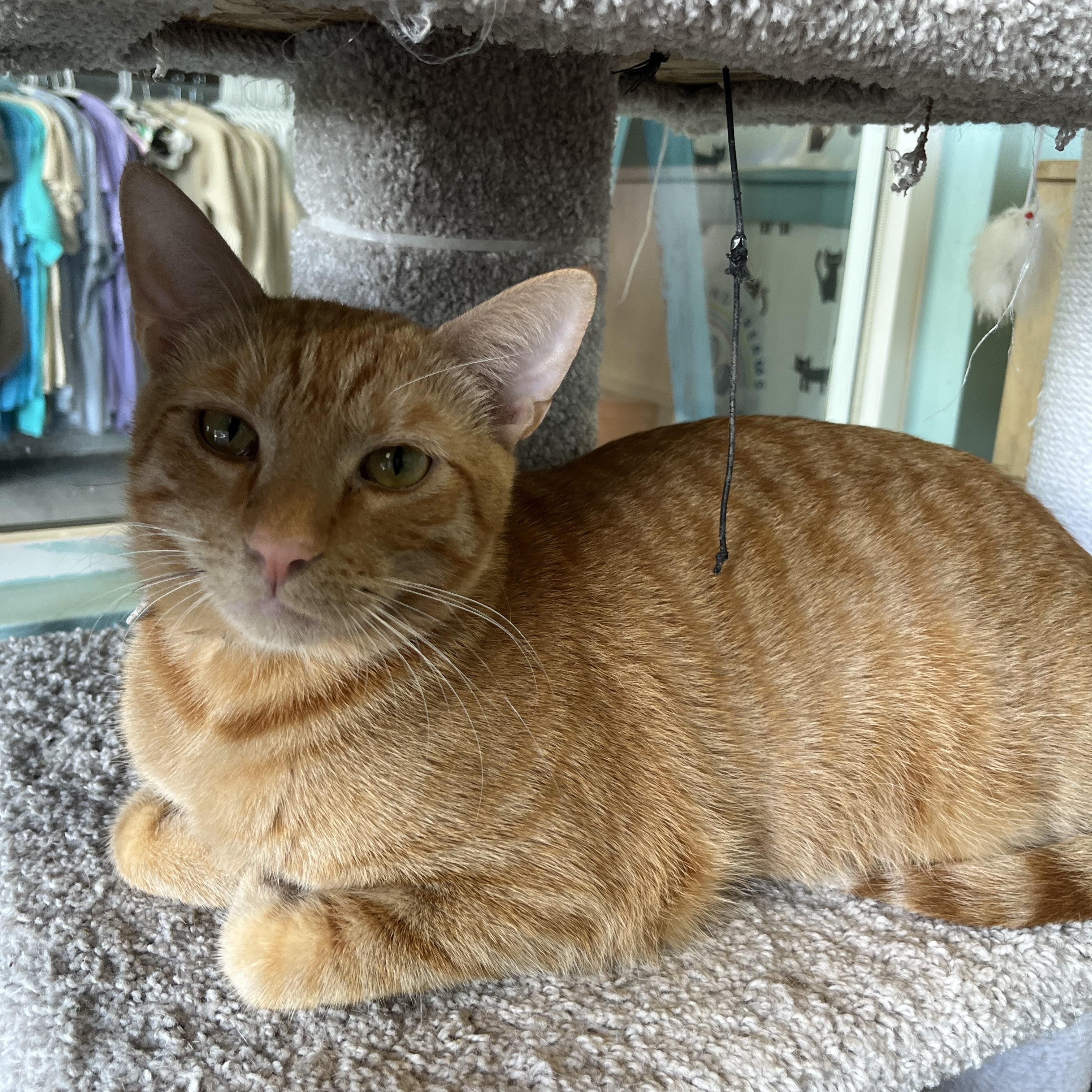 Sunday, an adoptable Domestic Short Hair in Aiea, HI, 96701 | Photo Image 1