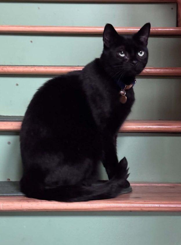 Enlarge Wink, a ADOPTABLE Domestic Short Hair in Wasilla, AK image 1/1