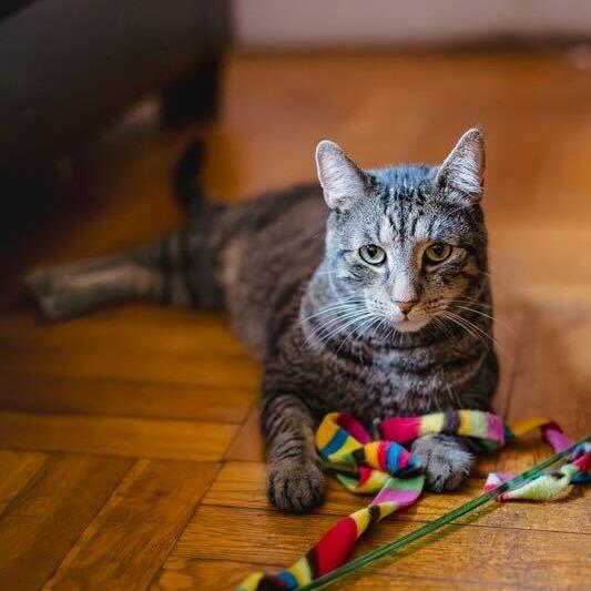 Enlarge Buddy, a Adoptable Domestic Short Hair in Belleville, IL image 1/6