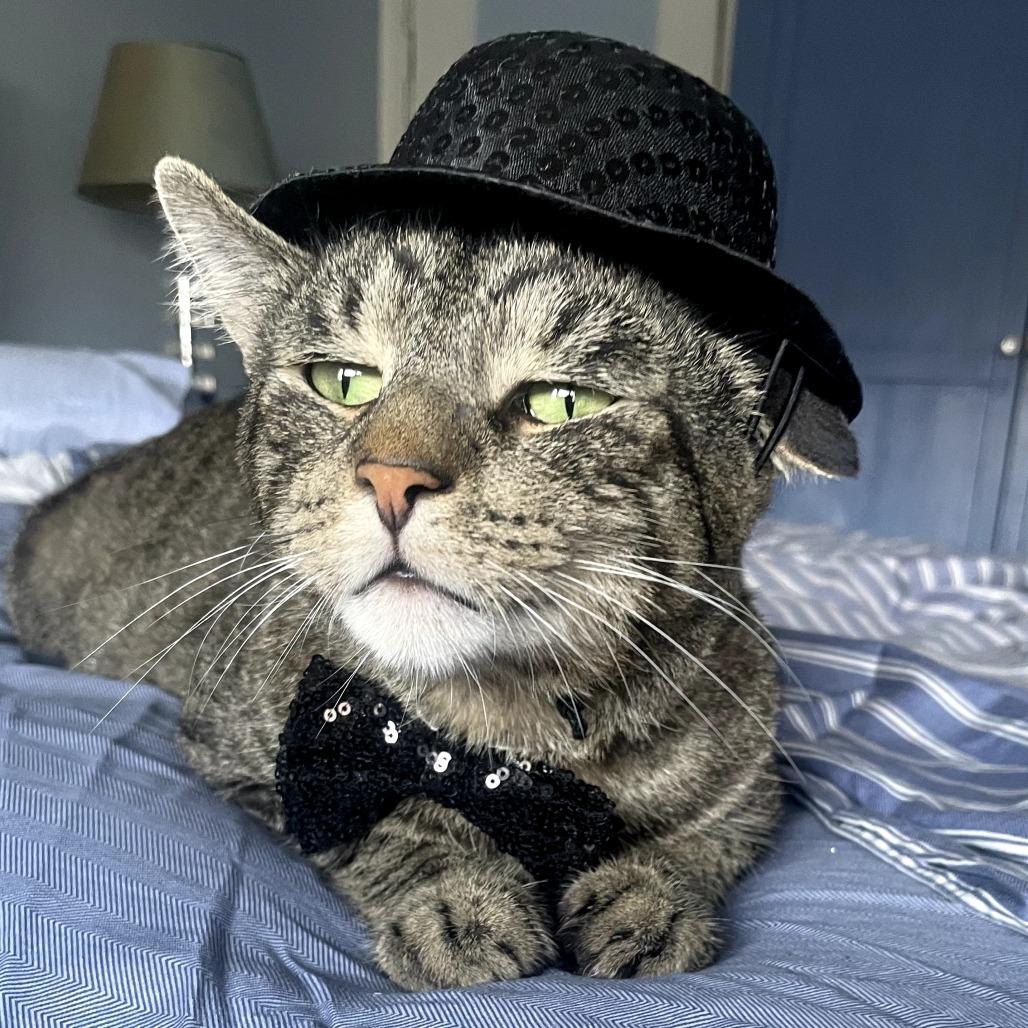 Enlarge Buddy, a Adoptable Domestic Short Hair in Belleville, IL image 2/6