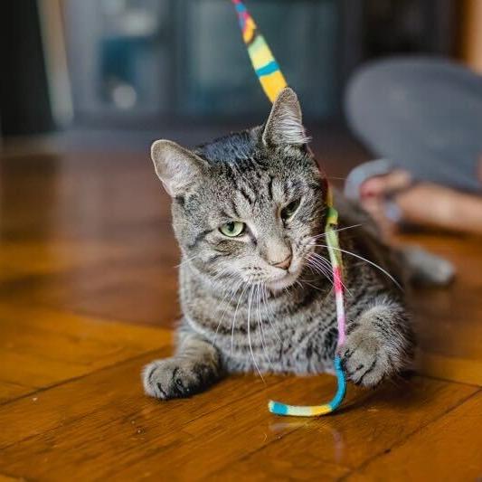 Enlarge Buddy, a Adoptable Domestic Short Hair in Belleville, IL image 3/6
