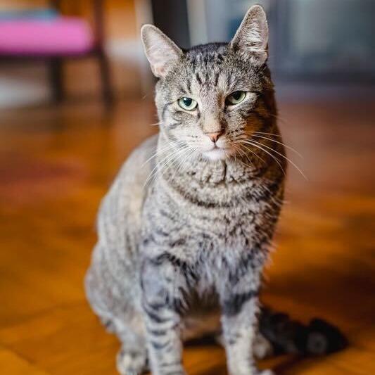 Enlarge Buddy, a Adoptable Domestic Short Hair in Belleville, IL image 5/6