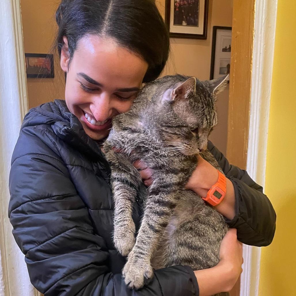 Enlarge Buddy, a Adoptable Domestic Short Hair in Belleville, IL image 6/6