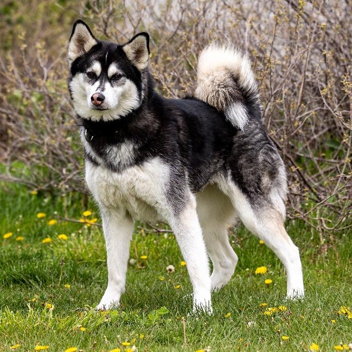 Koda, Adoptable, Adult Female Husky & Labrador Retriever.