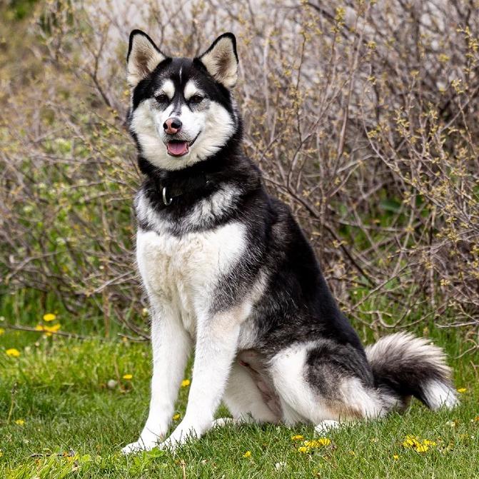 Enlarge Koda, a Adoptable mixed breed in Council Bluffs, IA image 2/4