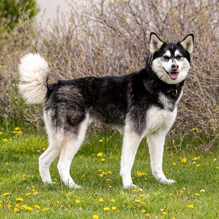 Enlarge Koda, a Adoptable mixed breed in Council Bluffs, IA image 3/4