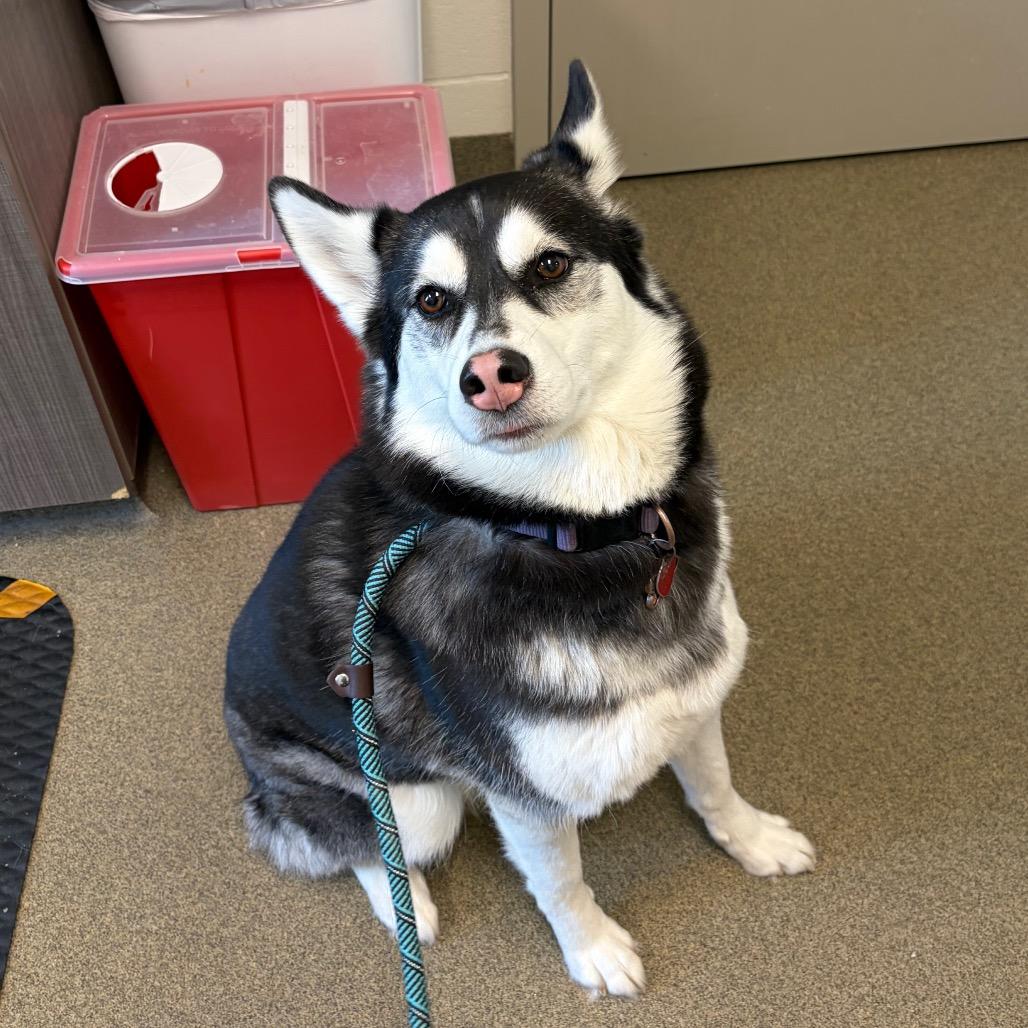 Enlarge Koda, a Adoptable mixed breed in Council Bluffs, IA image 4/4
