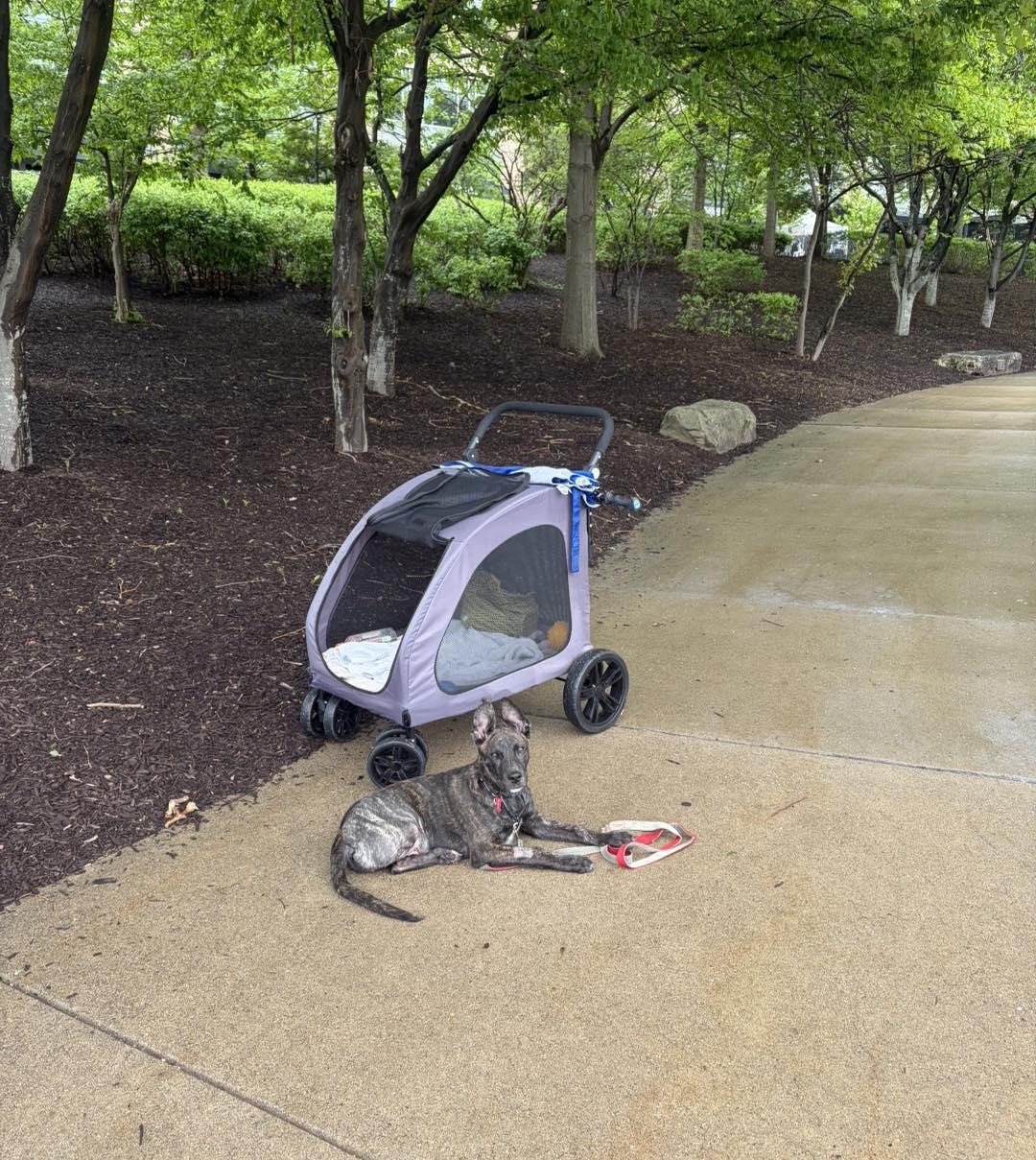 Hiccup, a ADOPTABLE Dutch Shepherd in Youngstown, OH image 5/5