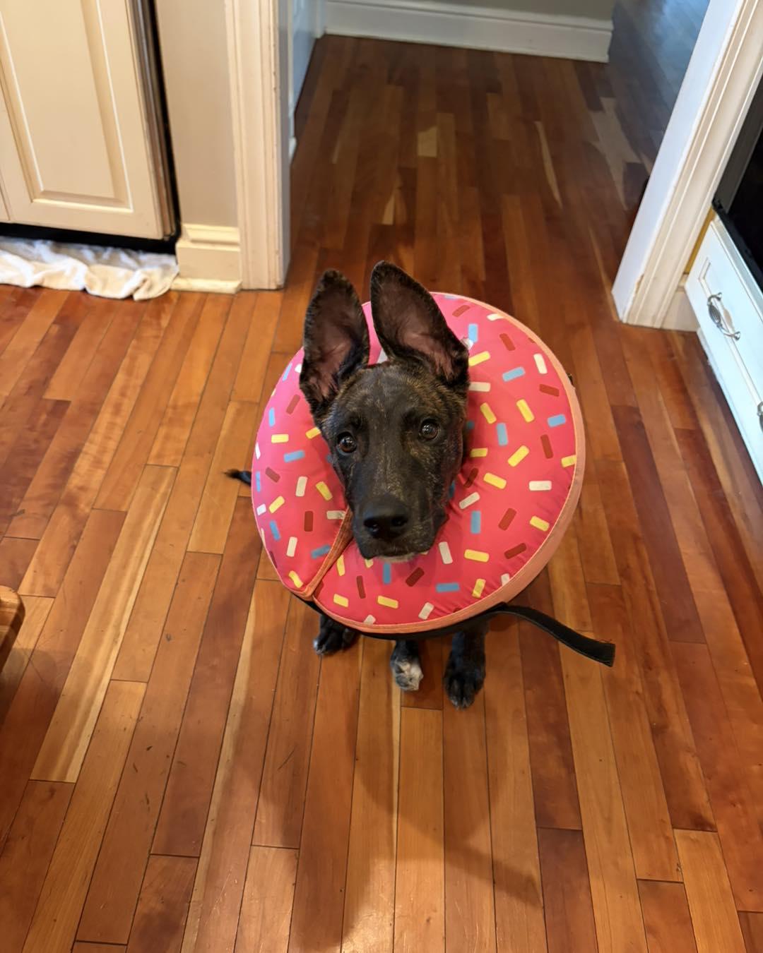 Hiccup, a ADOPTABLE Dutch Shepherd in Youngstown, OH image 4/5