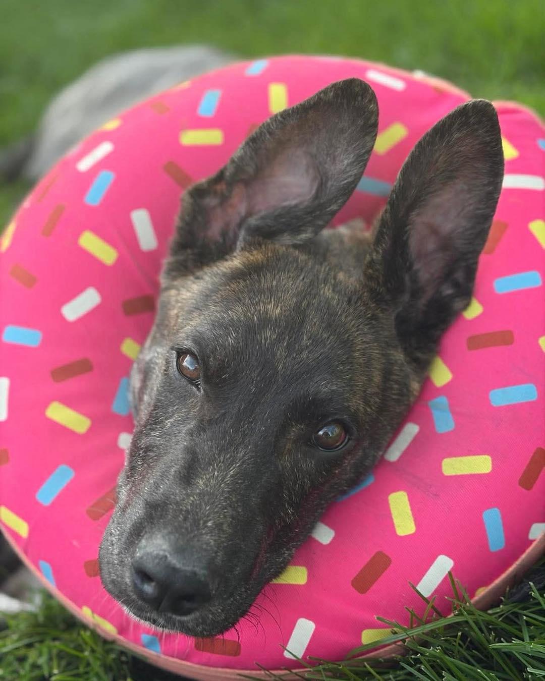 Hiccup, a ADOPTABLE Dutch Shepherd in Youngstown, OH image 1/5