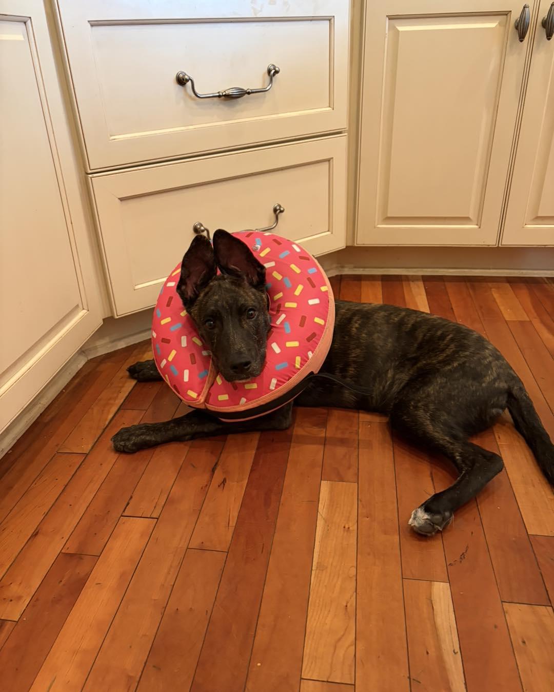Hiccup, a ADOPTABLE Dutch Shepherd in Youngstown, OH image 3/5