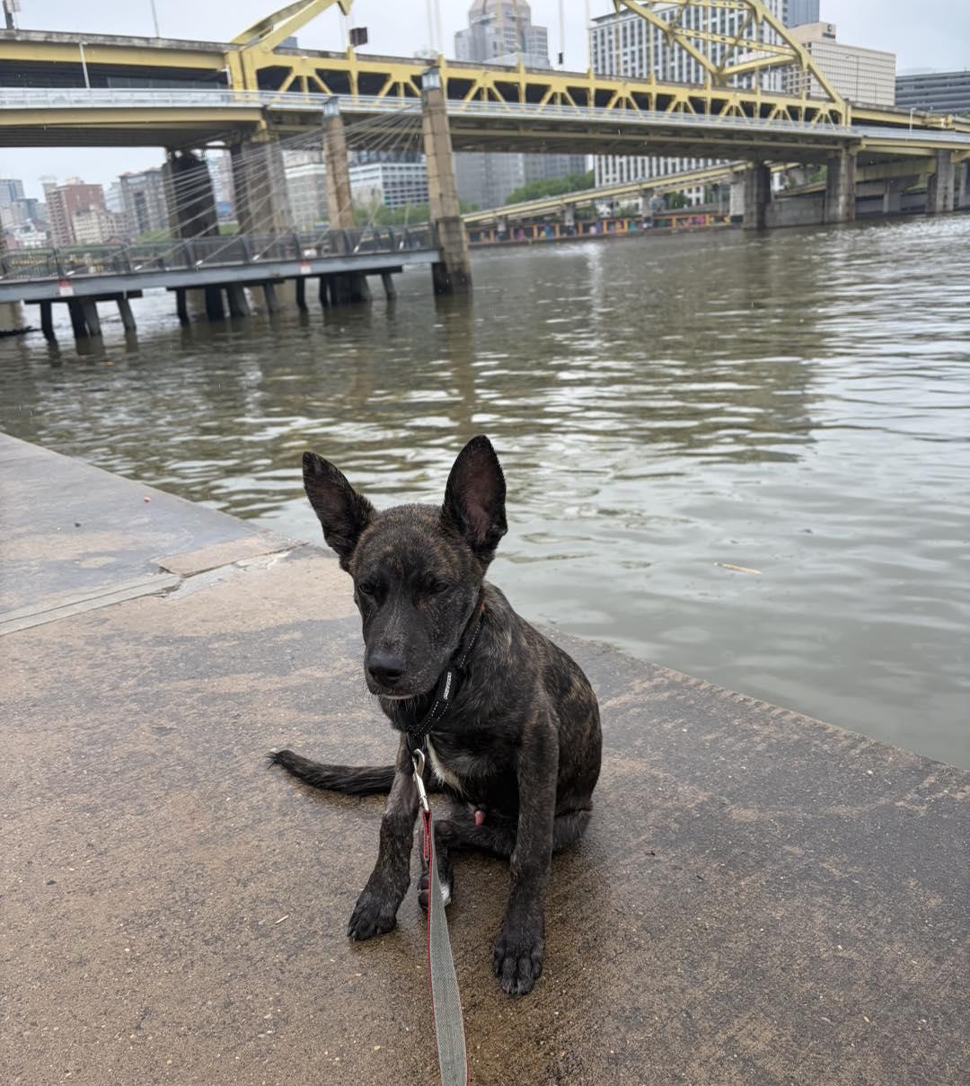 Hiccup, a ADOPTABLE Dutch Shepherd in Youngstown, OH image 2/5