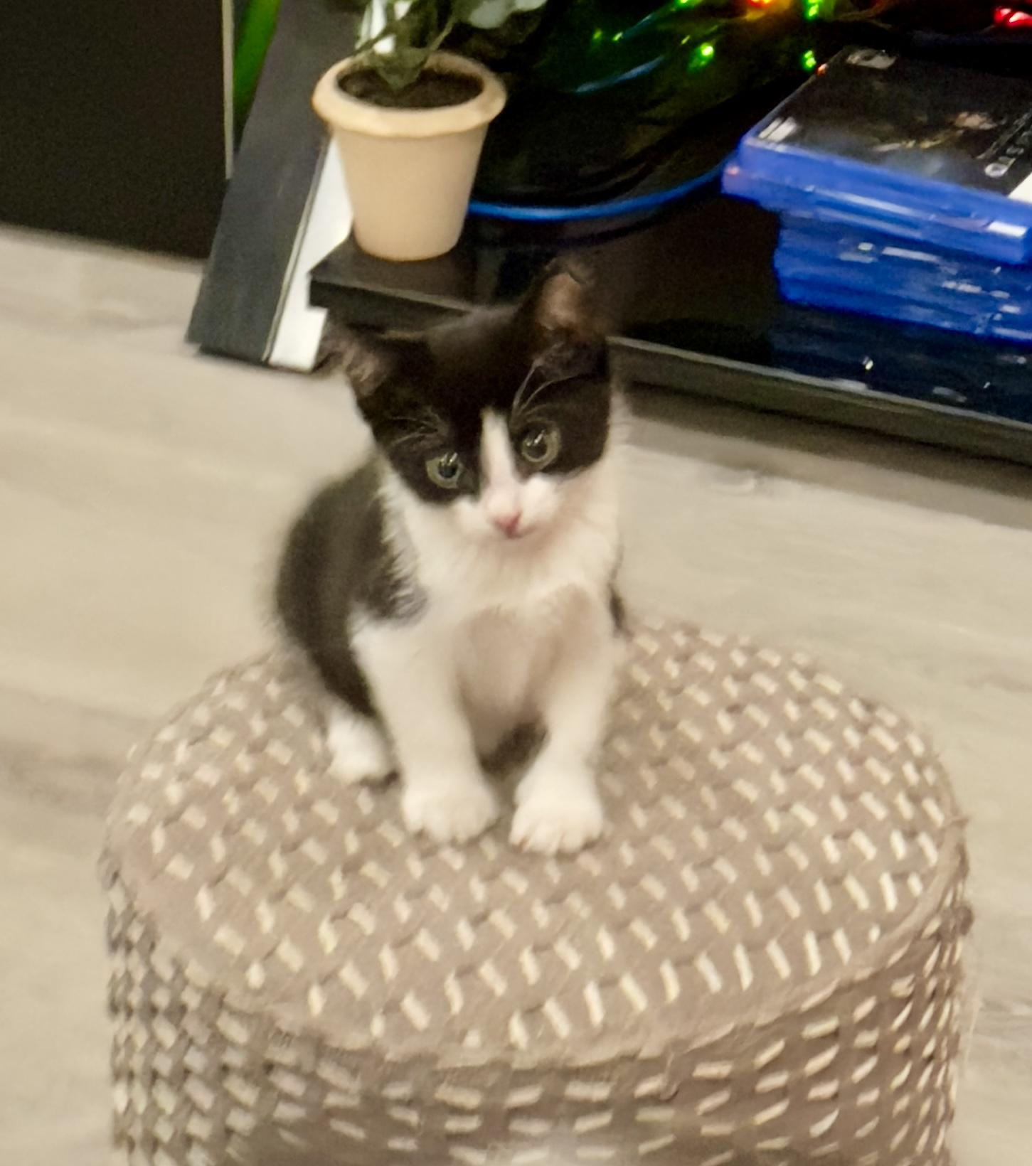 Max & Leo, a Adoptable Domestic Short Hair in BEVERLY HILLS, CA image 2/6
