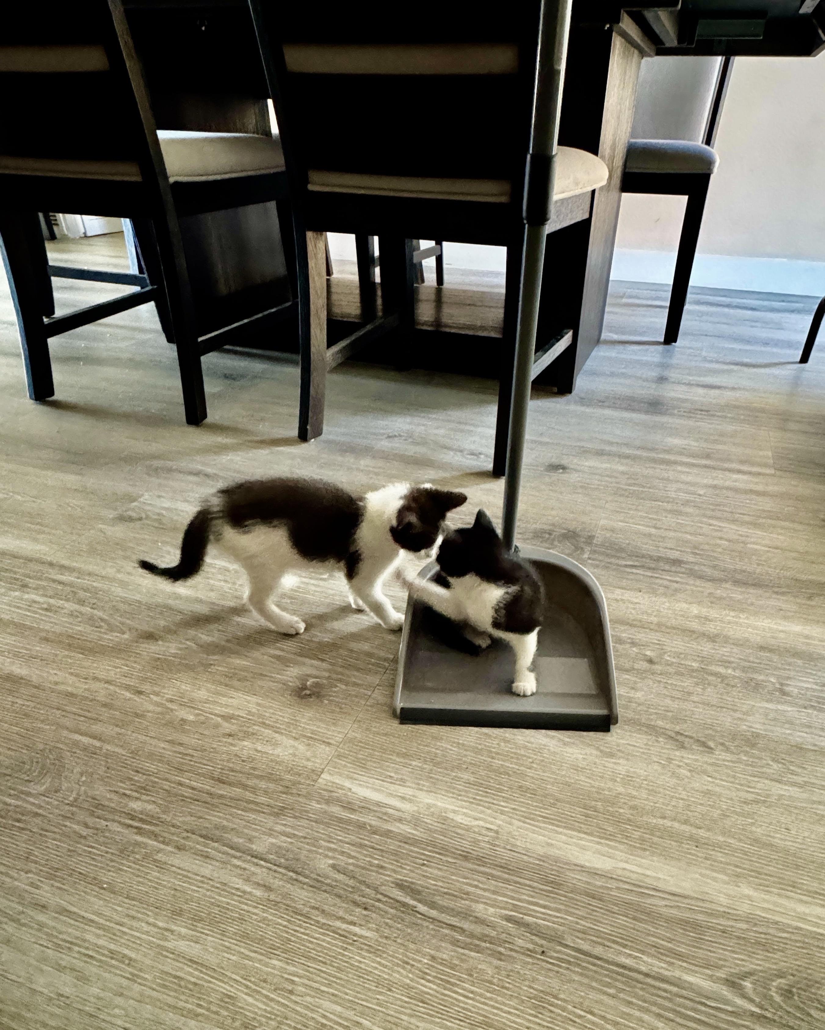 Max & Leo, a Adoptable Domestic Short Hair in BEVERLY HILLS, CA image 3/6