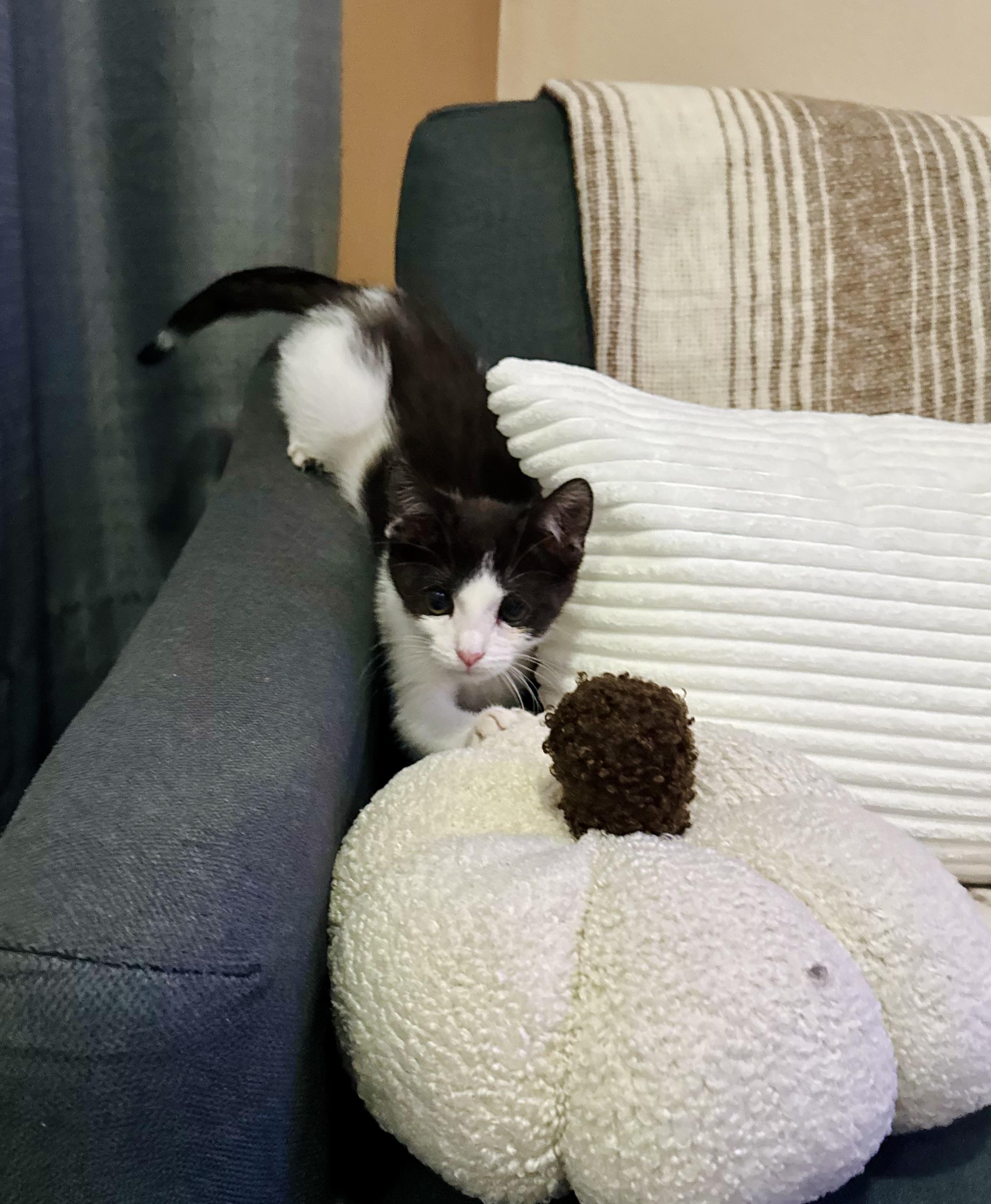 Max & Leo, a Adoptable Domestic Short Hair in BEVERLY HILLS, CA image 5/6