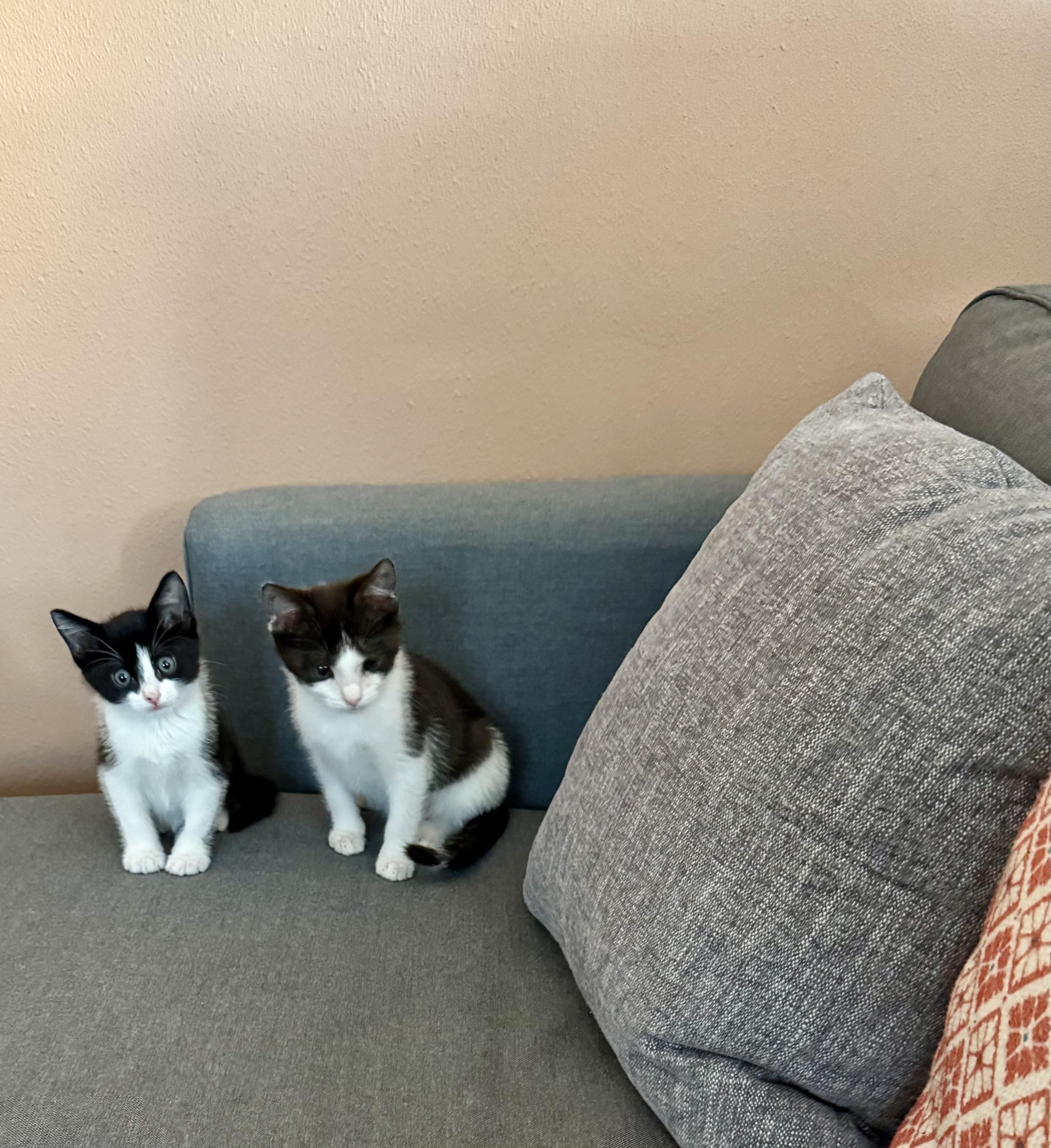 Max & Leo, a Adoptable Domestic Short Hair in BEVERLY HILLS, CA image 1/6