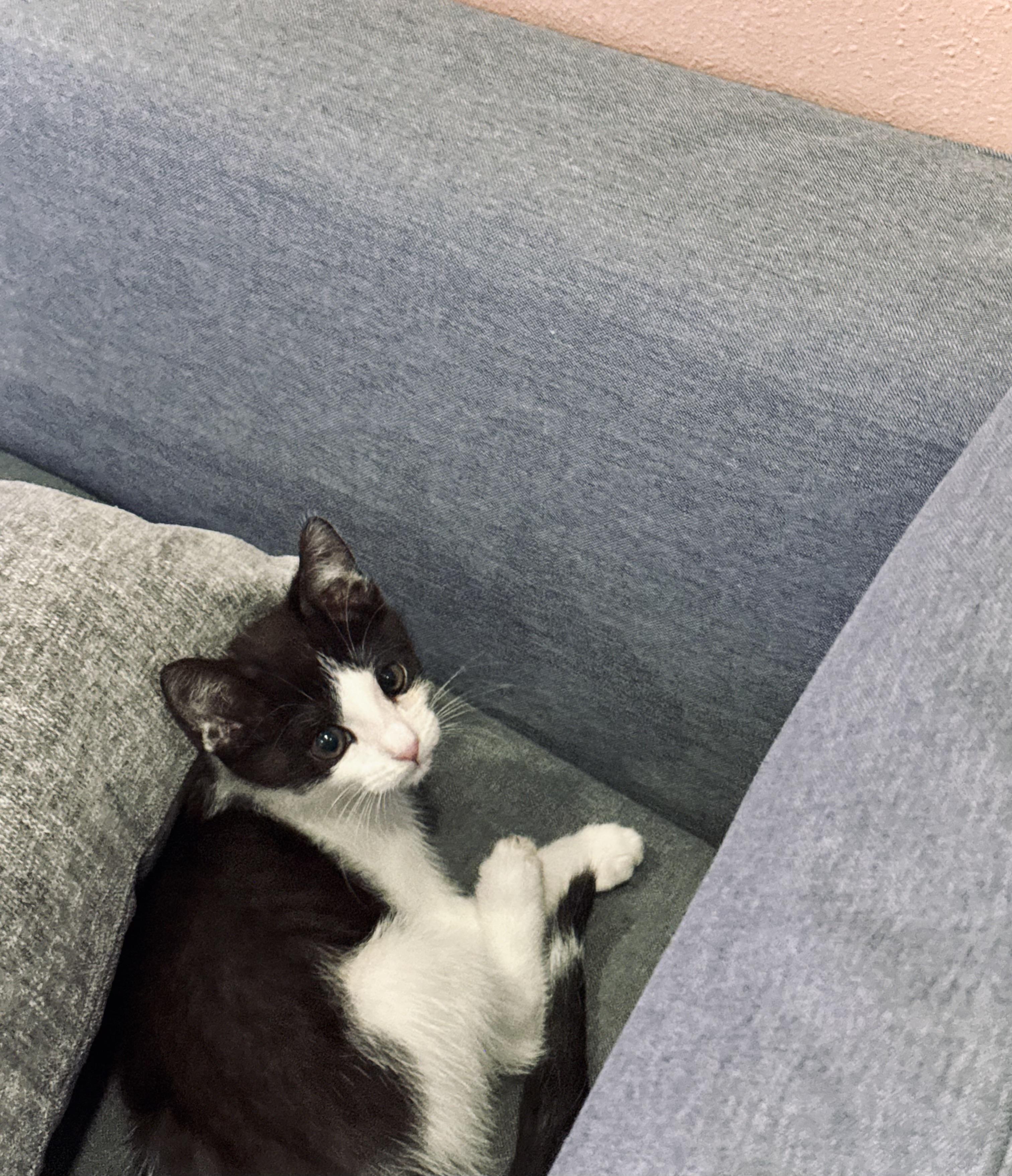 Max & Leo, a Adoptable Domestic Short Hair in BEVERLY HILLS, CA image 6/6