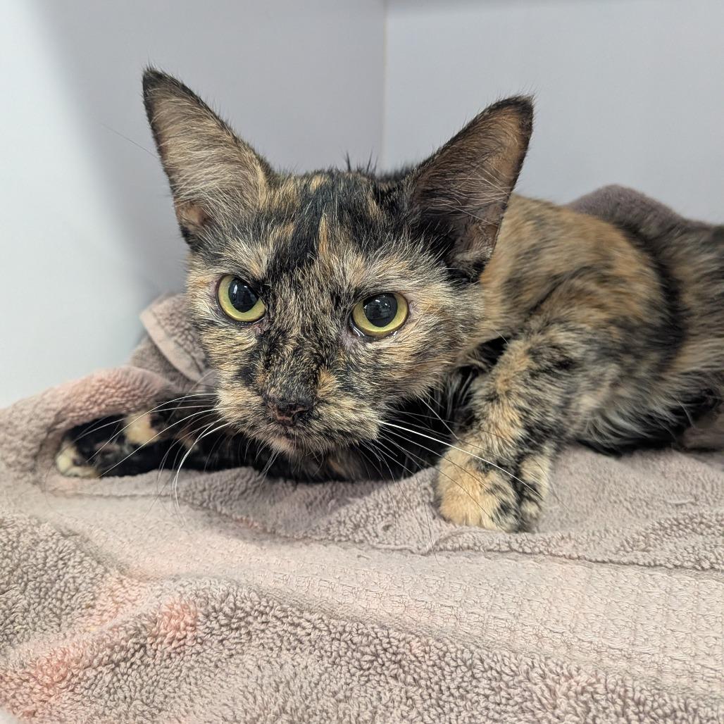 Enlarge Mama Cass BARN?, a Adoptable Domestic Short Hair in Huntington, WV image 1/1