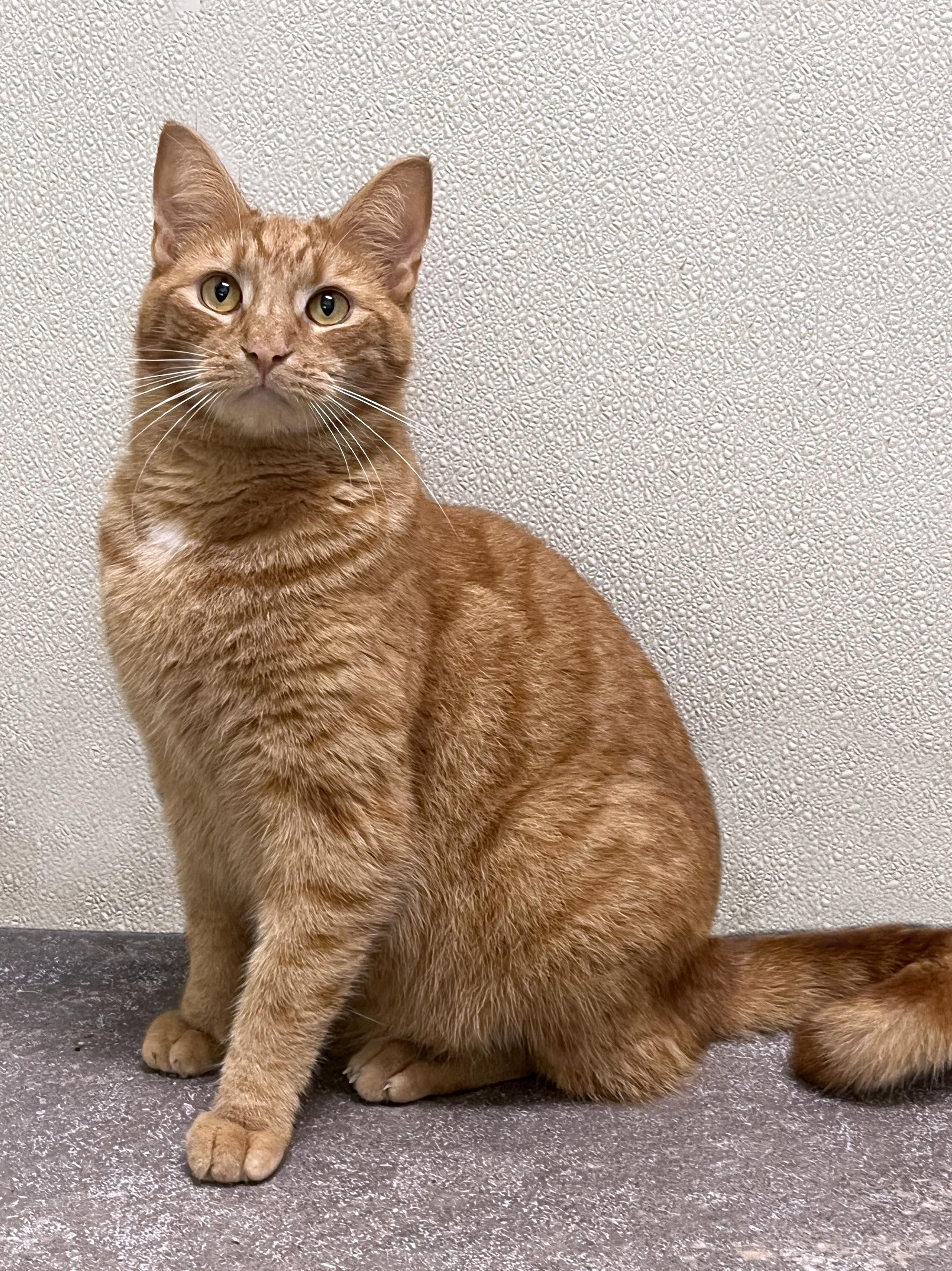 Chucky, Adoptable, Young Male Domestic Short Hair.